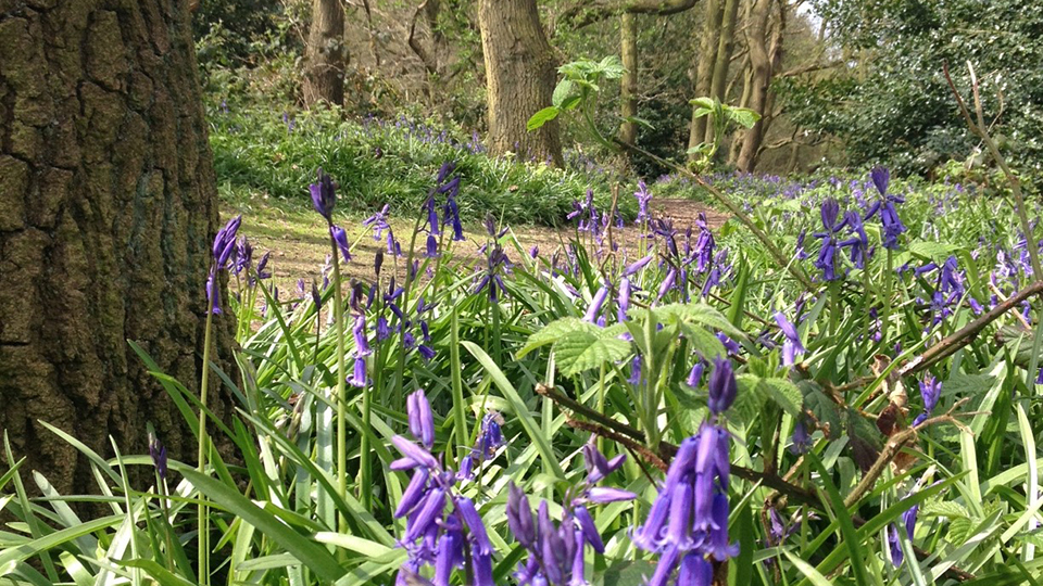Bluebells in woodland area
